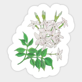 Jasmin Sticker